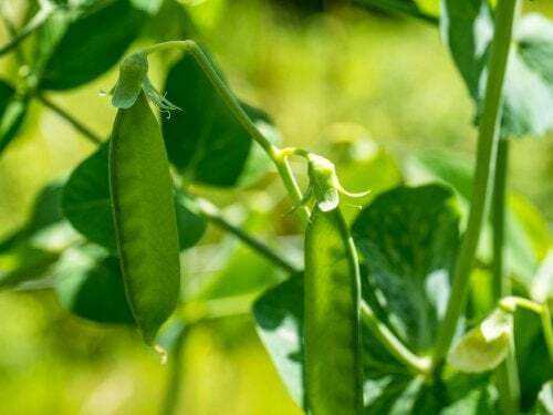 Le leggi di Mendel spiegate in modo semplice