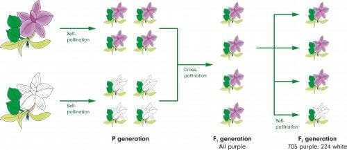 Schema leggi di Mendel