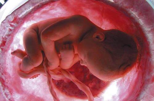 Cordone ombelicale e bambino nell'utero