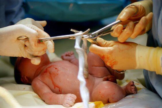 attraverso il cordone ombelicale, la madre può nutrire il feto durante la gestazione