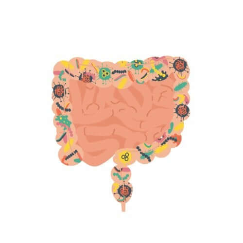 Disegno del microbioma intestinale.