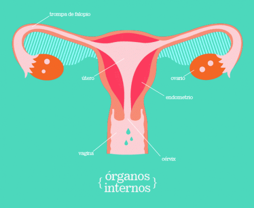 Organi interni sistema riproduttivo femminile