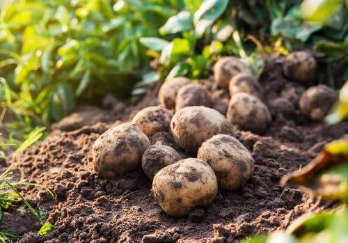 Campo con patate appena raccolte