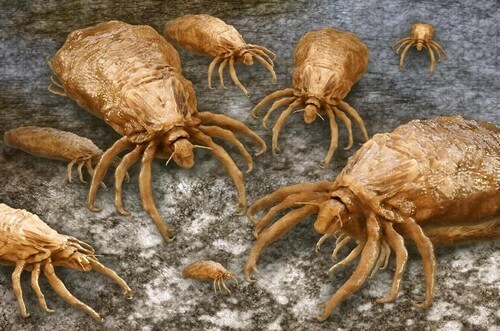 Pidocchi al microscopio.
