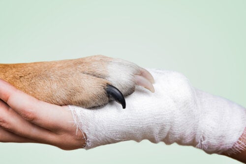 Pet therapy per adolescenti: tutto ciò che bisogna sapere