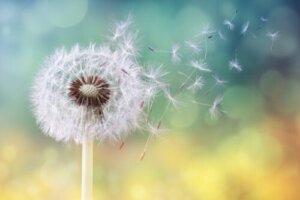 10 rimedi naturali per l'allergia ai pollini